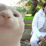 Cat Vibing to the performance by Daniel Vitale Sax – Saxophone Cat vibing video by Daniel Vitale Sax