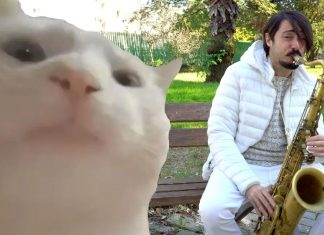 Cat Vibing to the performance by Daniel Vitale Sax – Saxophone Cat vibing video by Daniel Vitale Sax