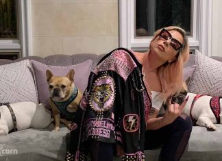 Lady Gaga Offers $500K Gift for Stolen French Bulldogs Lady Gaga Offers $500K Gift for Stolen French Bulldogs