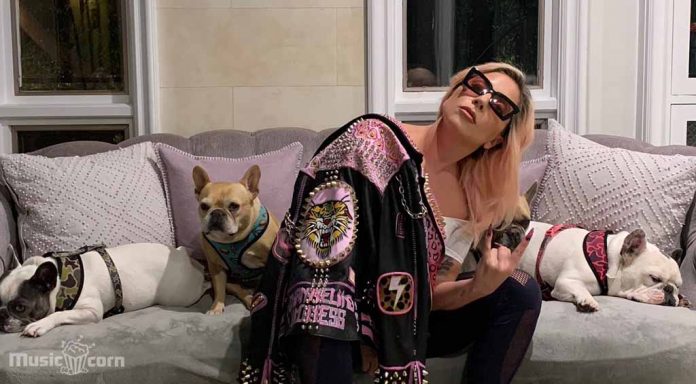 Lady Gaga Offers $500K Gift for Stolen French Bulldogs